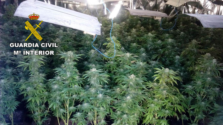 Desarticulados cinco centros de produccin de marihuana en Pinos Puente y Peligros 
